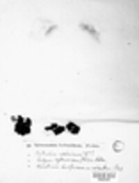 Eutypa hydnoidea image